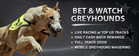 Greyhounds Betting Odds Online .